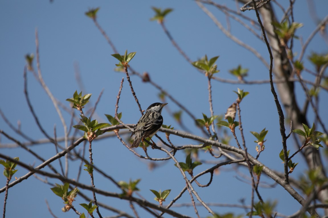 Blackpoll Warbler sitting on a tree branch