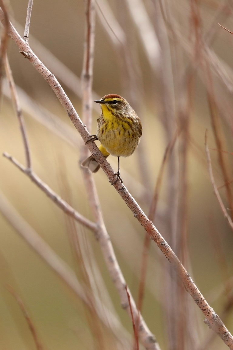 Palm Warbler sitting on a tree branch