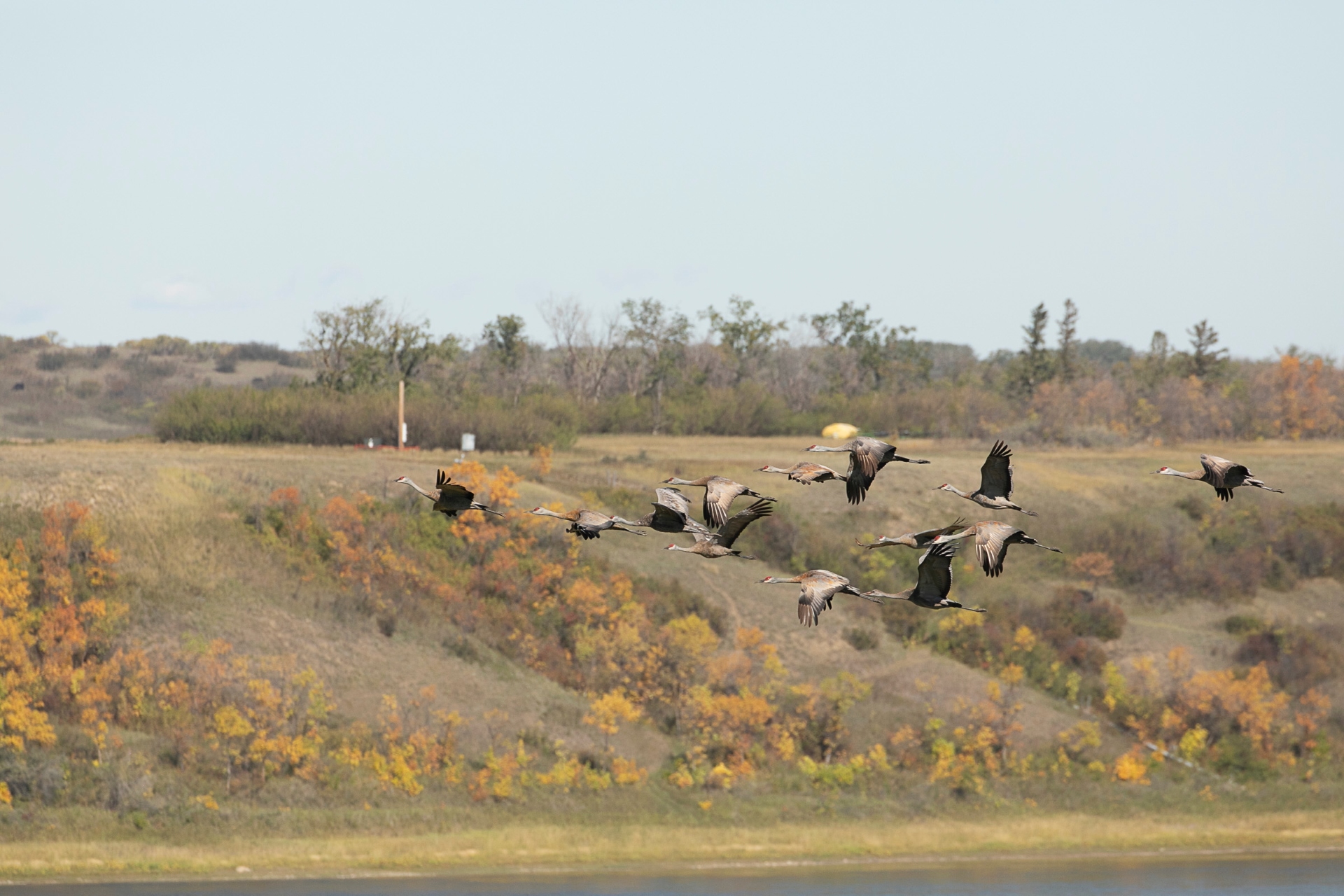 The Great Fall Shuffle: Bird Migration Through Saskatchewan Cities