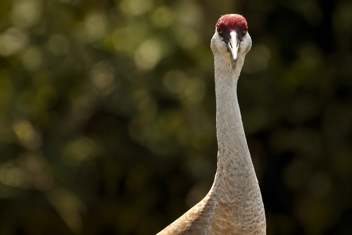 Sandhill crane close up