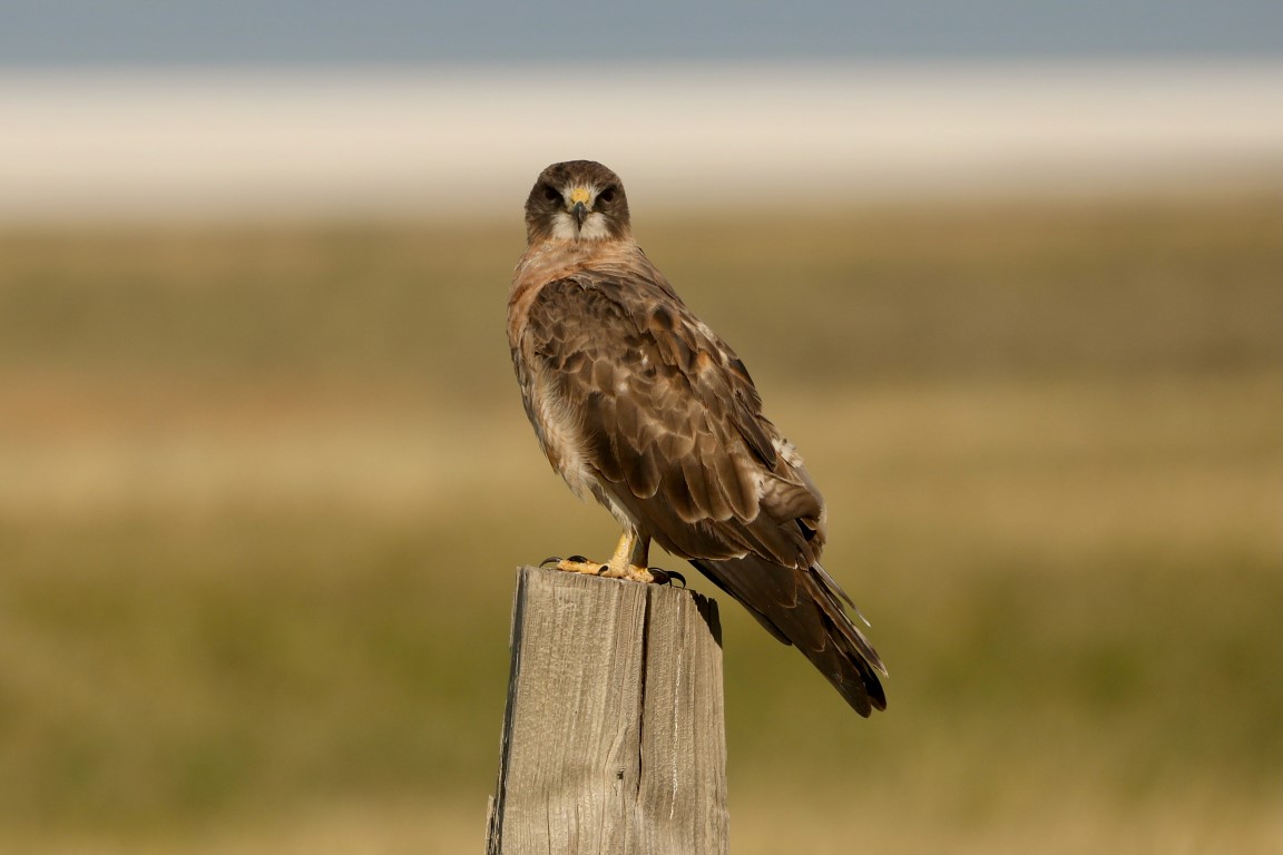 Swainsons Hawk sitting closeup