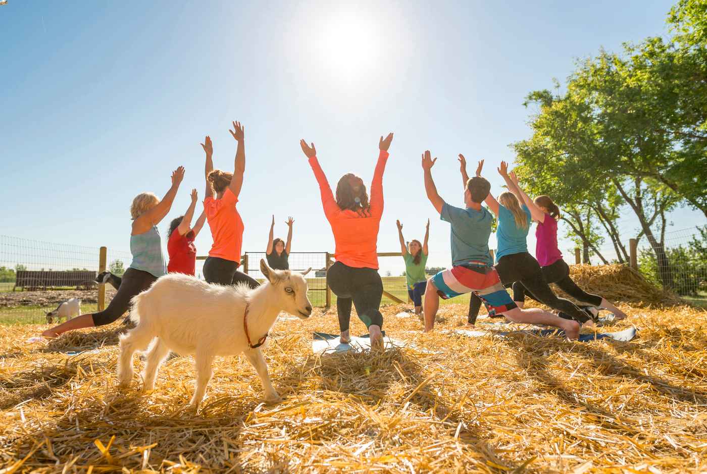Goat Yoga at Grotto Gardens in Maple Creek Saskatchewan