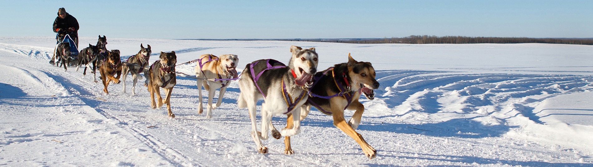 Snowdogs