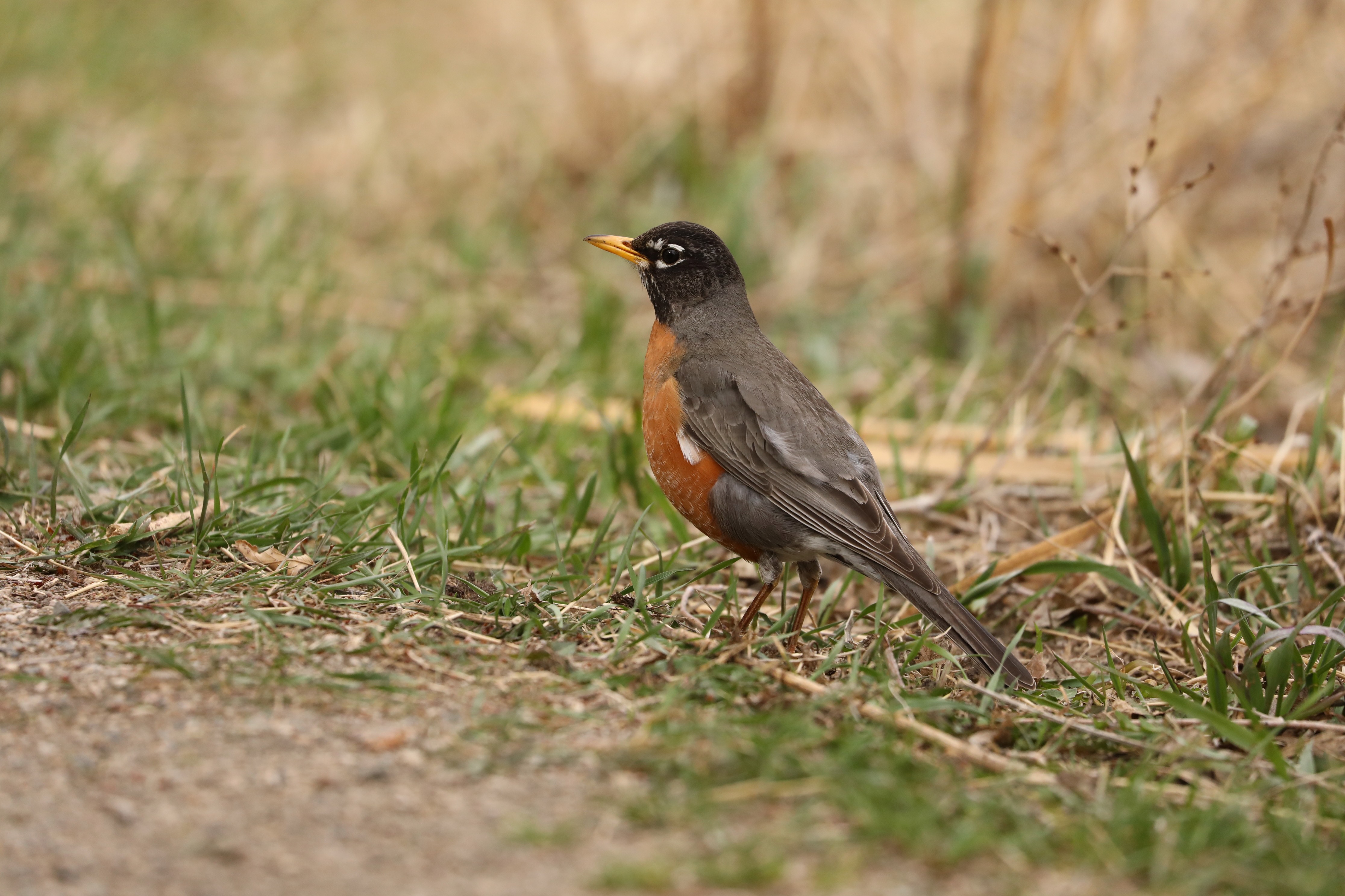 American Robin
