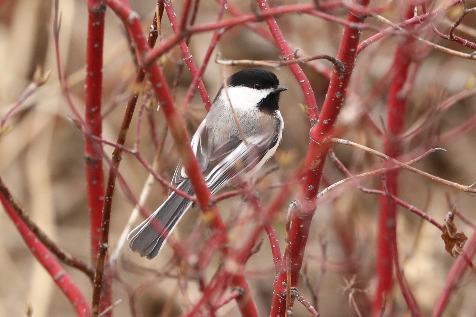 Black-capped Chickadee
