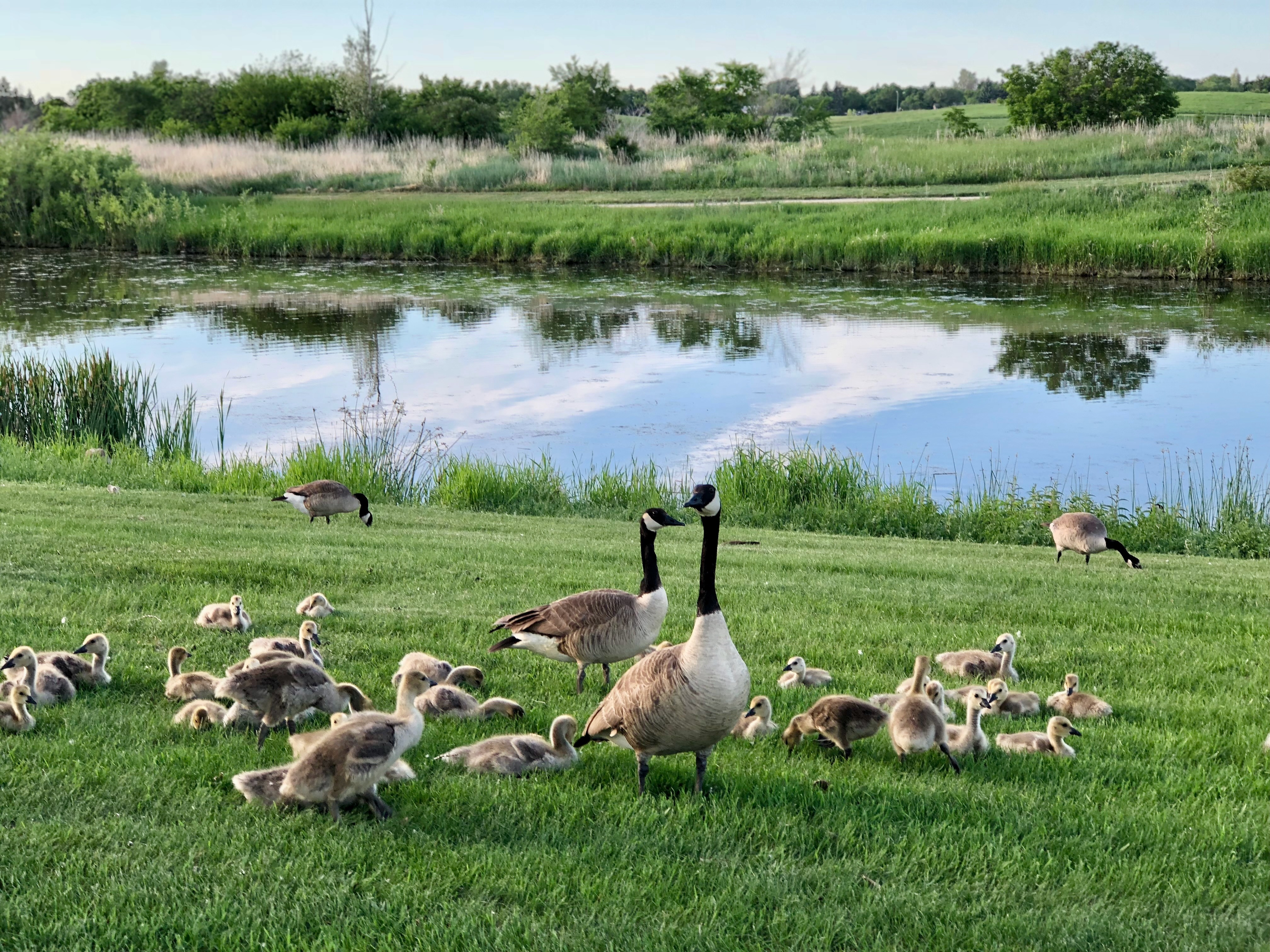 Canadian Geese urban birding Regina