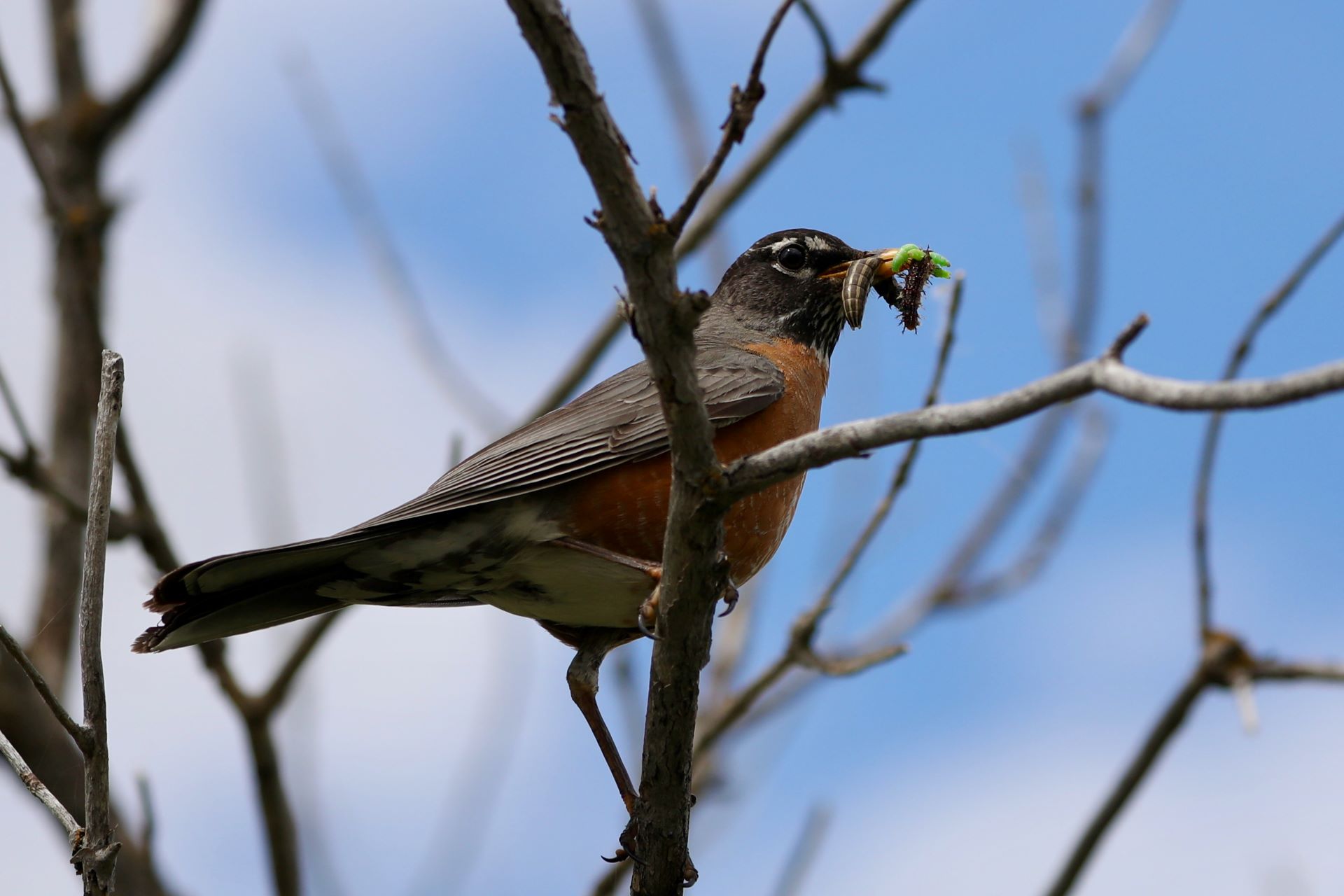Why Summer May Be Saskatchewan's Most Underrated Birdwatching Season