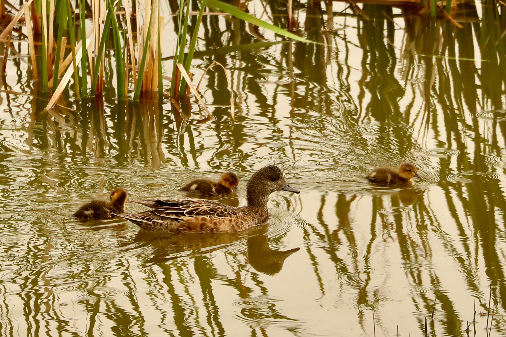 American Widgeons