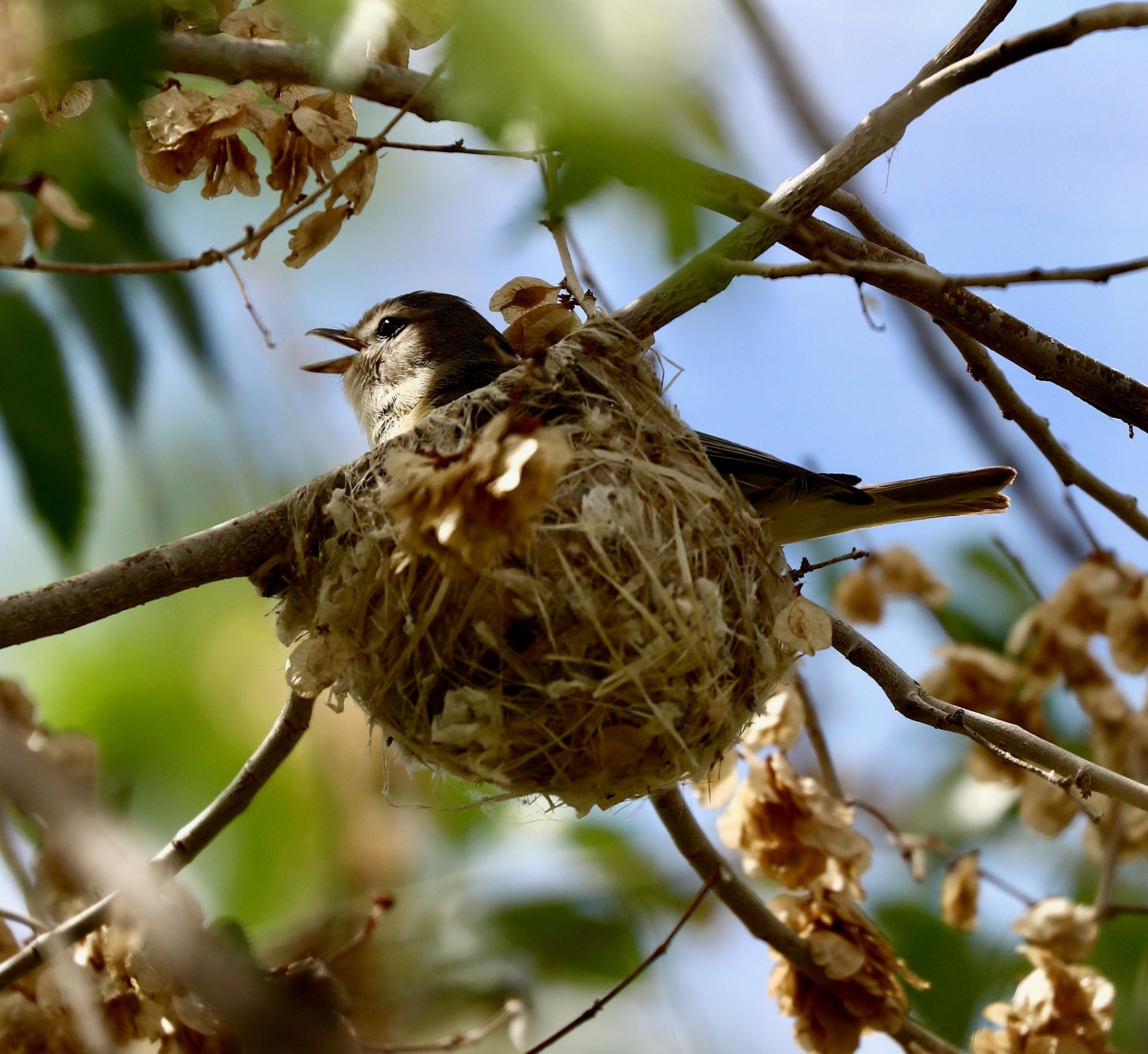 Eastern Warbling
