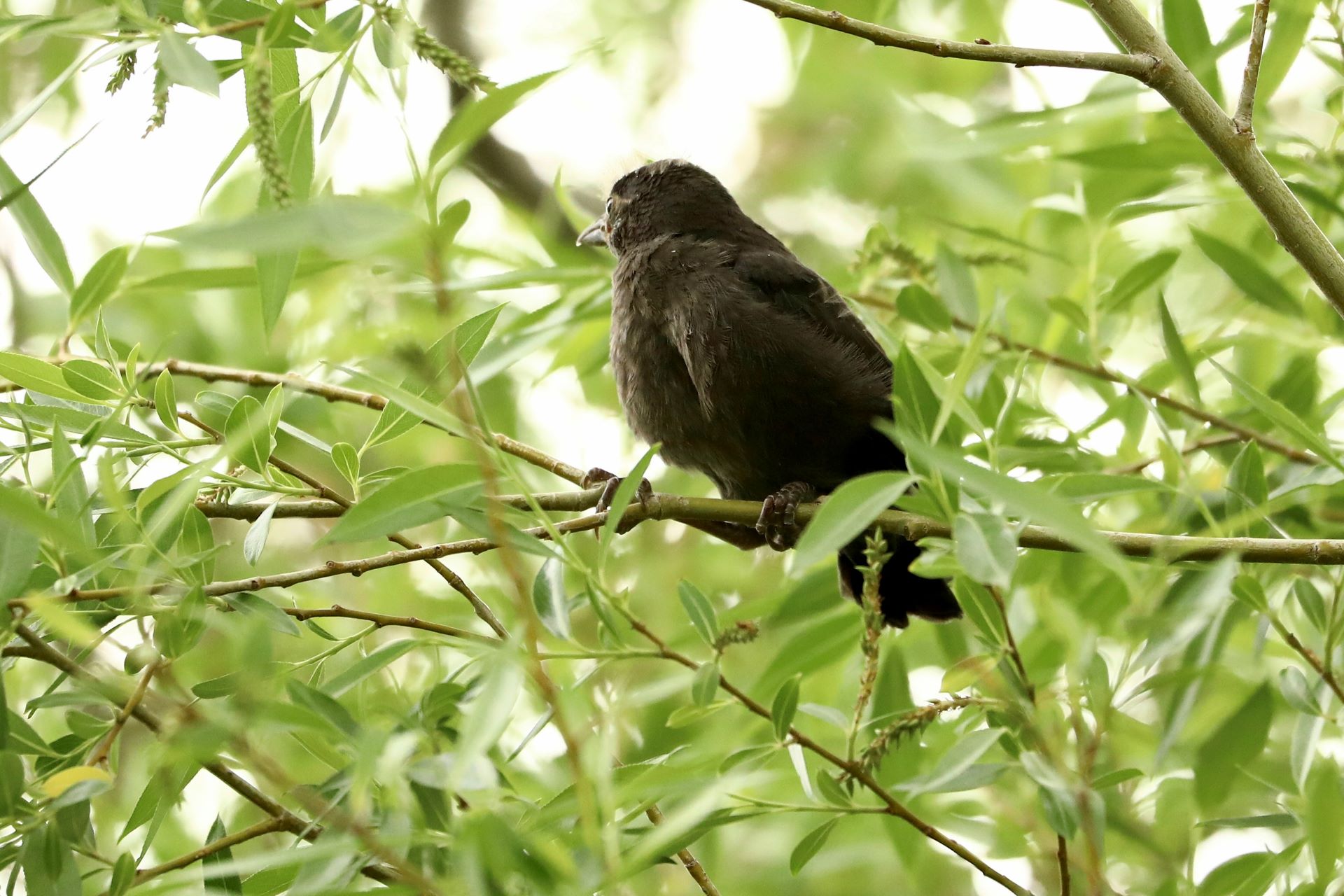 Juvenile Grackle