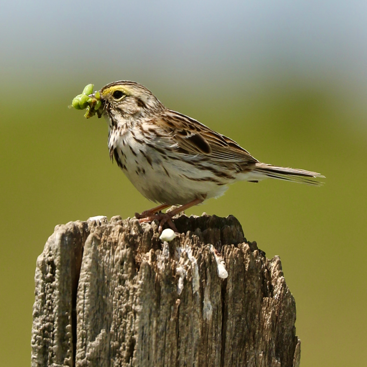 Savannah Sparrow
