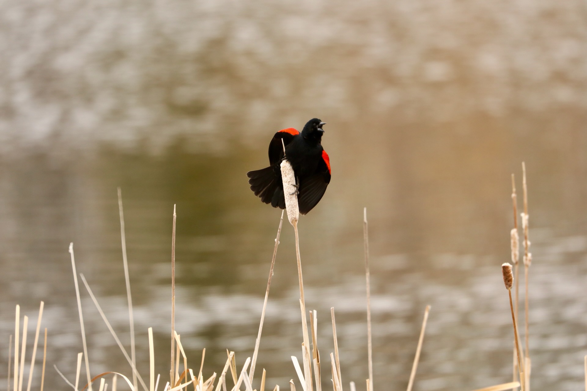 Red Winged Blackbird (1)