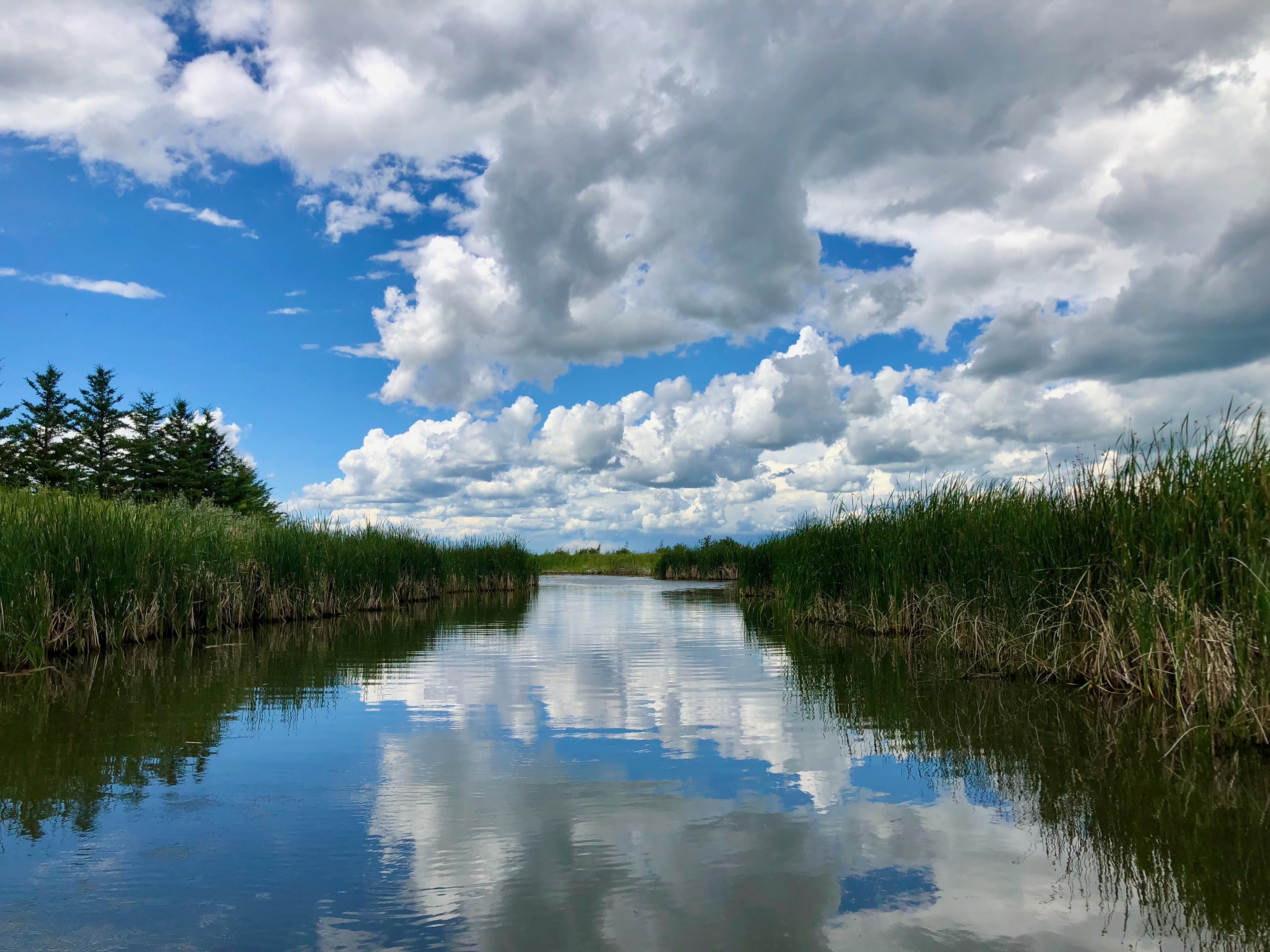 Regina urban birding saskatchewan