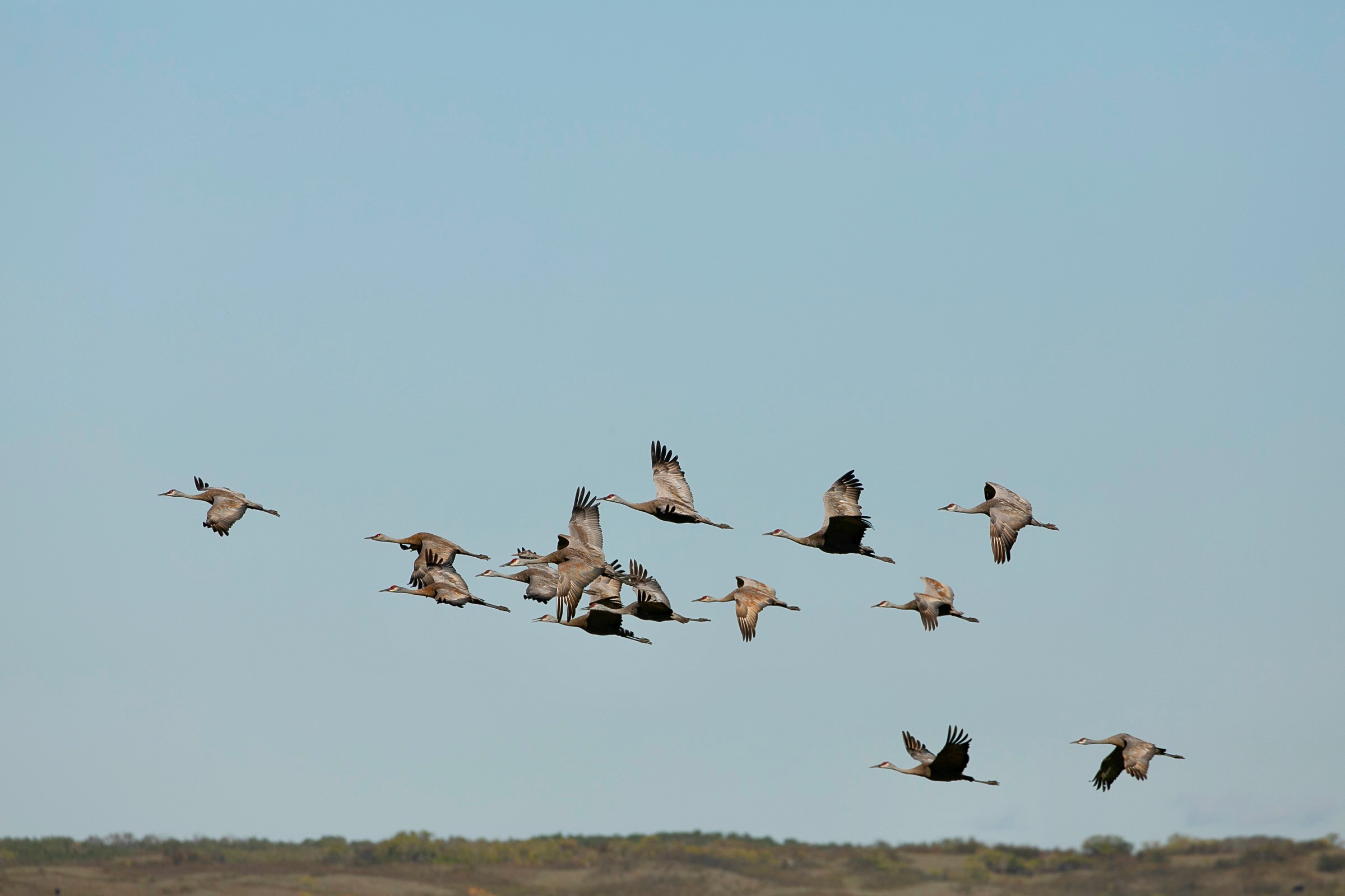 Sandhill Cranes