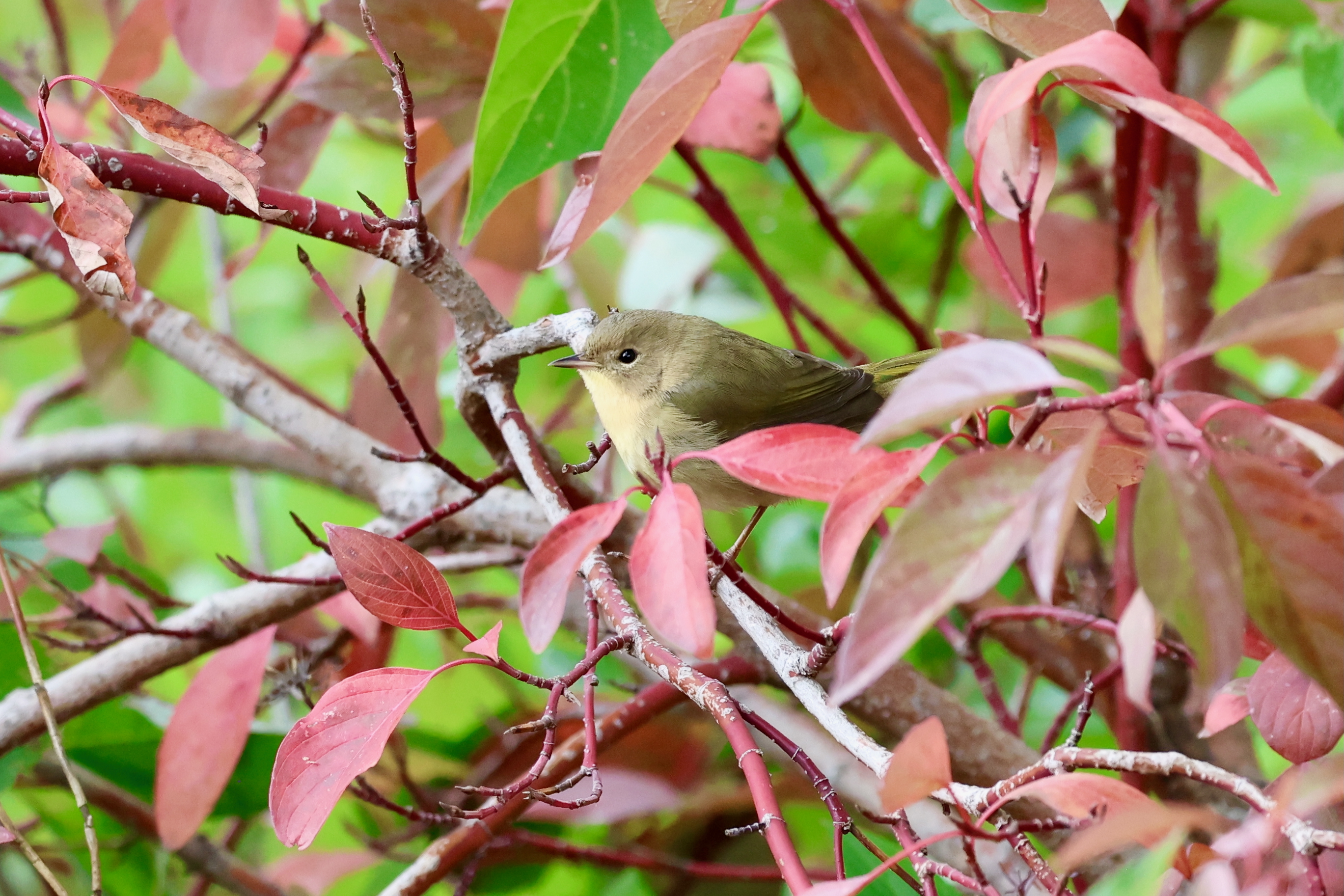 Orange-crowned Warbler