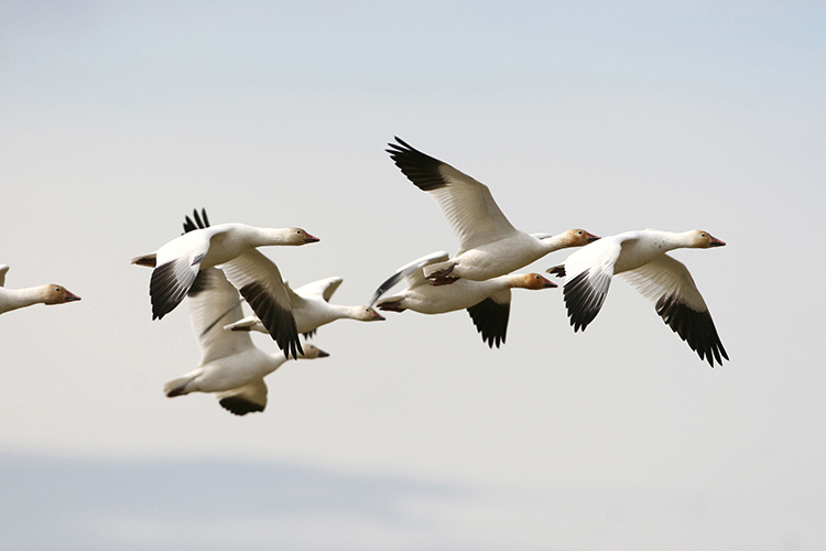 Bird Hunting Snow Geese Saskatchewan Canada
