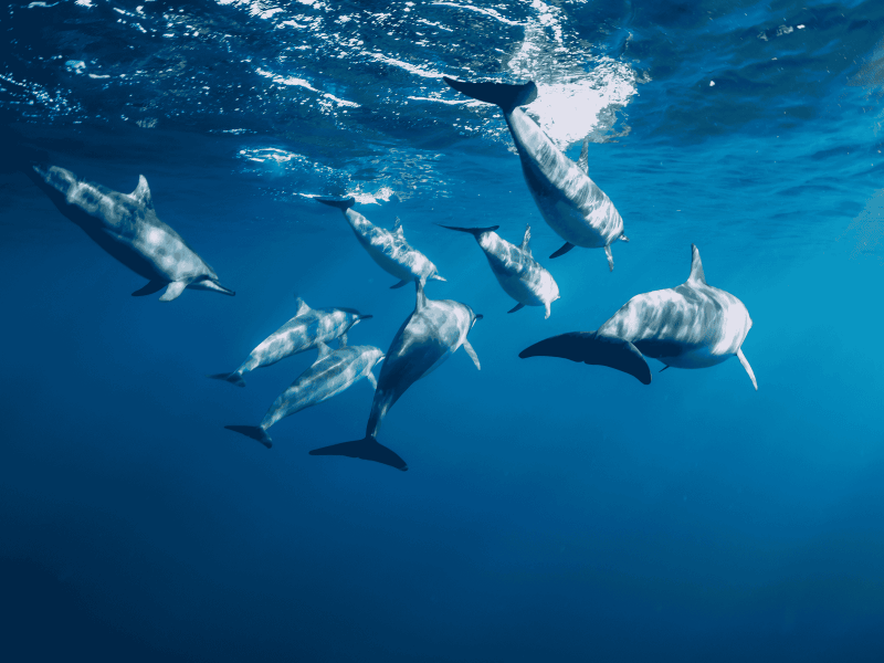 MUR_Mauritius-Dolphins