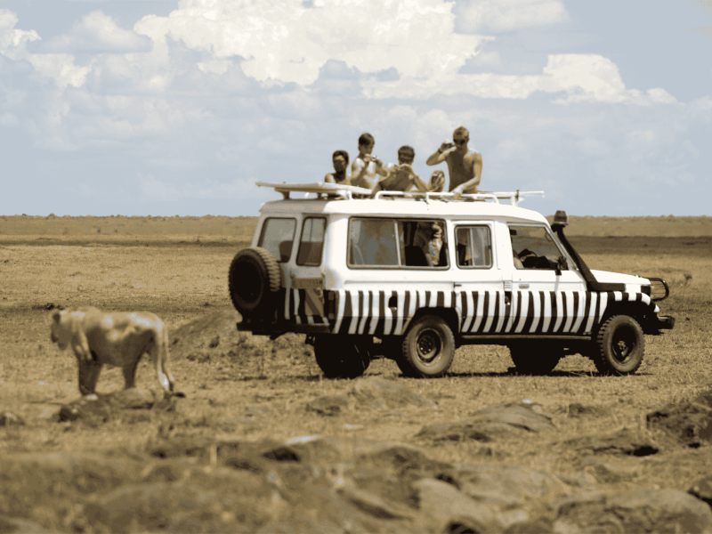 Maasai Mara safari wildlife - Lion - Kenya