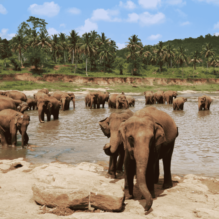 SriLankaElephants_294kb