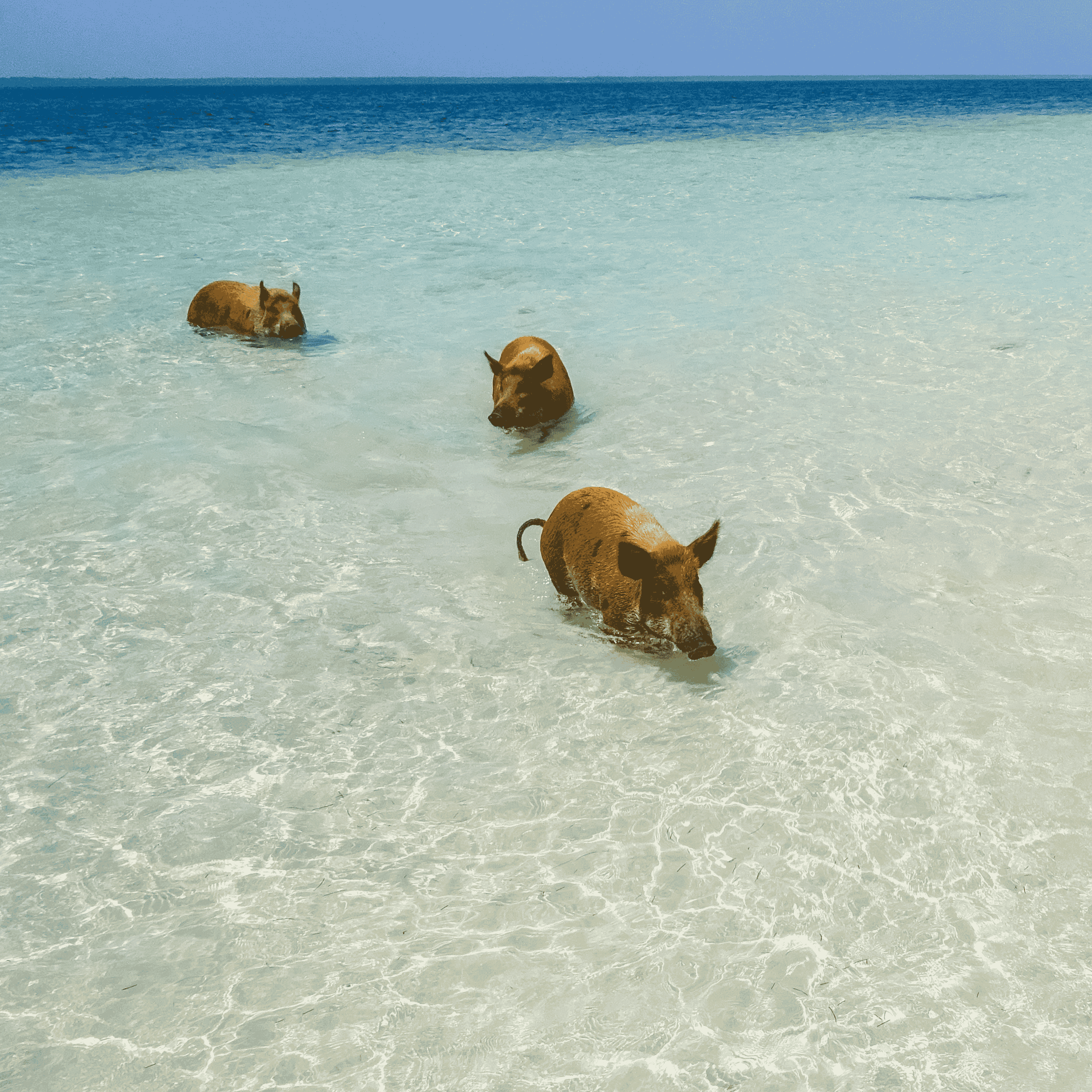 Pigs swimming in Bahamas beach