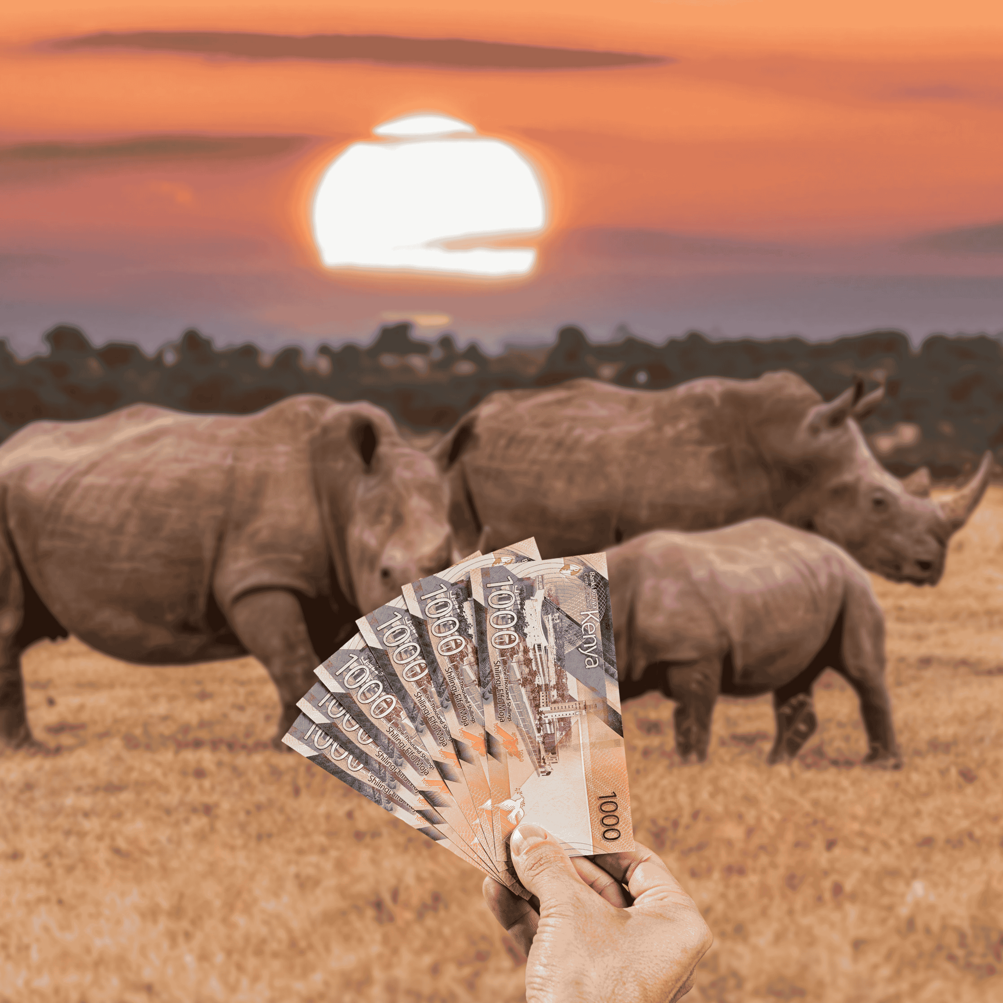 Traveller holding Kenyan Shillings (KES) currency in front of wild rhinos while on safari in Kenya