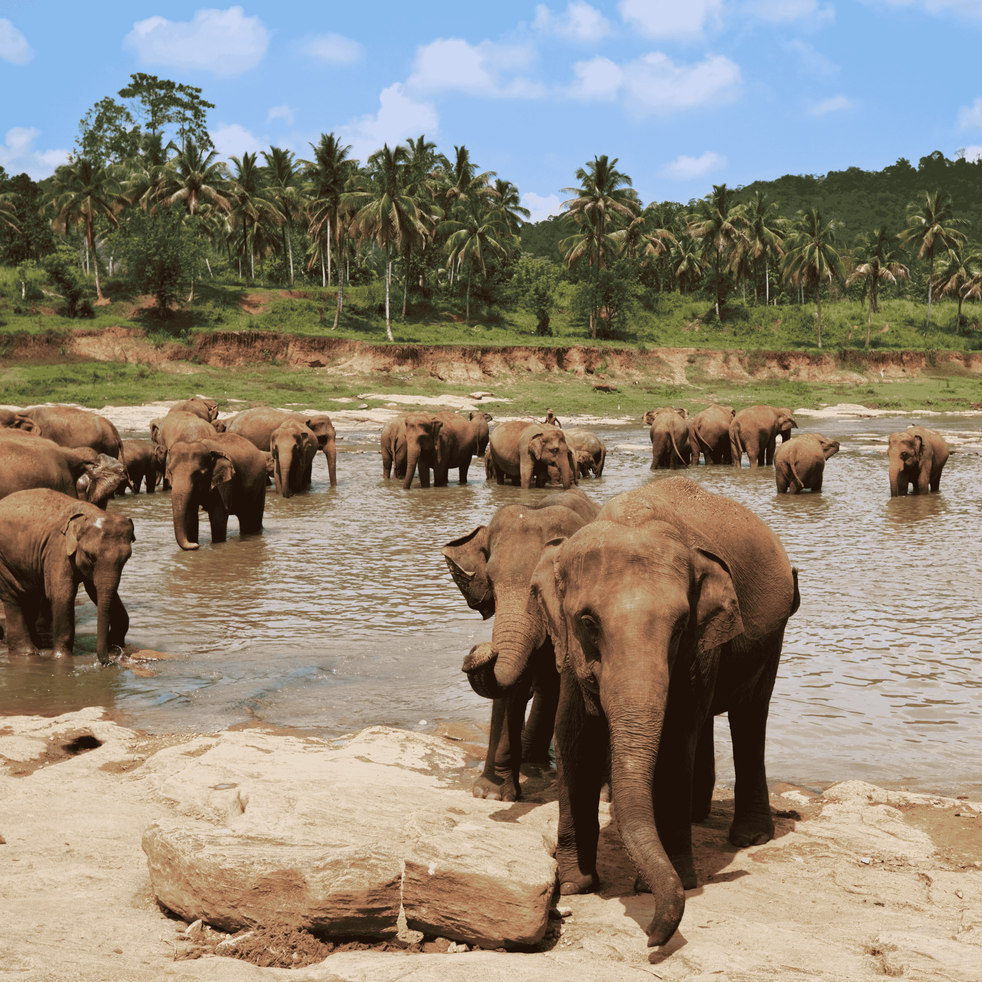 Elephants playing in waterhole in Sri Lanka