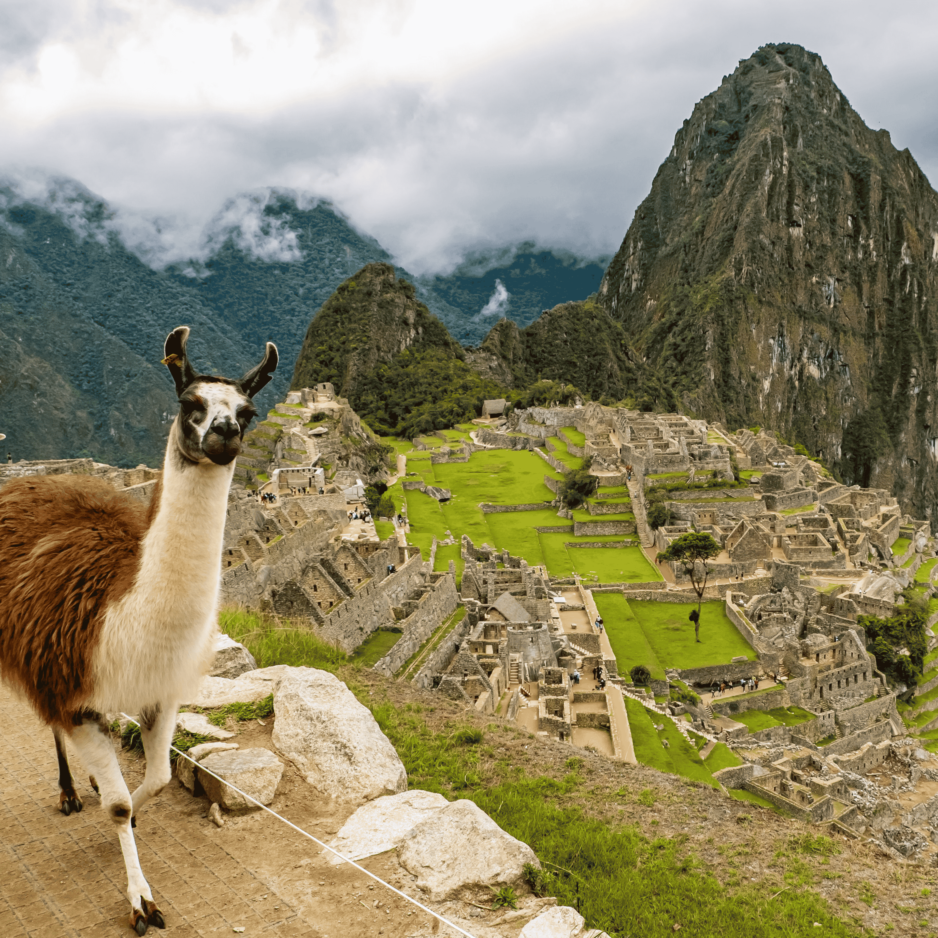 Llama or Alpaca overlooking view of Machu Picchu on the Inca Trail in Peru
