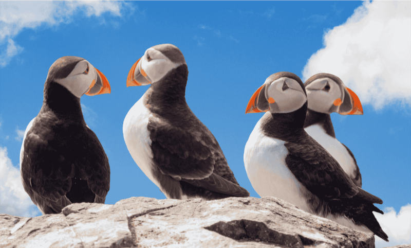ISK_Iceland-Puffins