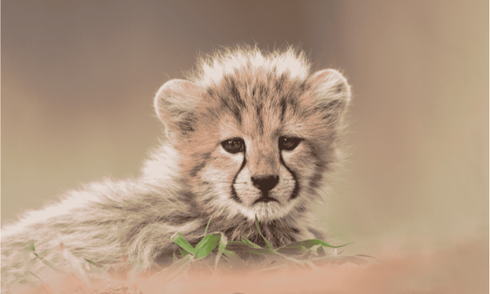 SouthAfrica-KrugerNationalPark-babylion_165kb