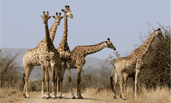 SouthAfrica-KrugerNationalPark-giraffes_178kb