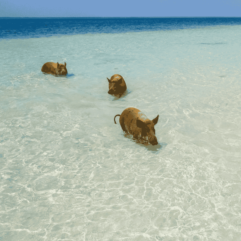 BSD_BahamaPigBeach