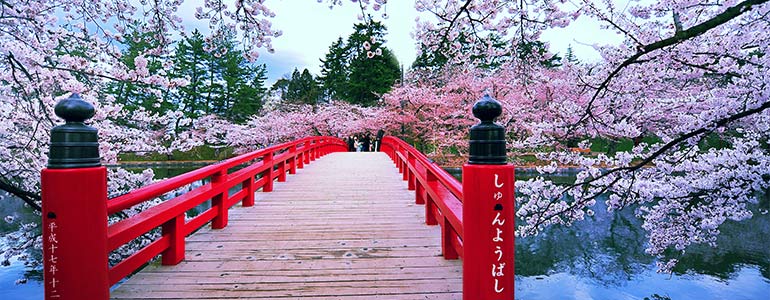 Japan broke vs baller -  cherry blossoms