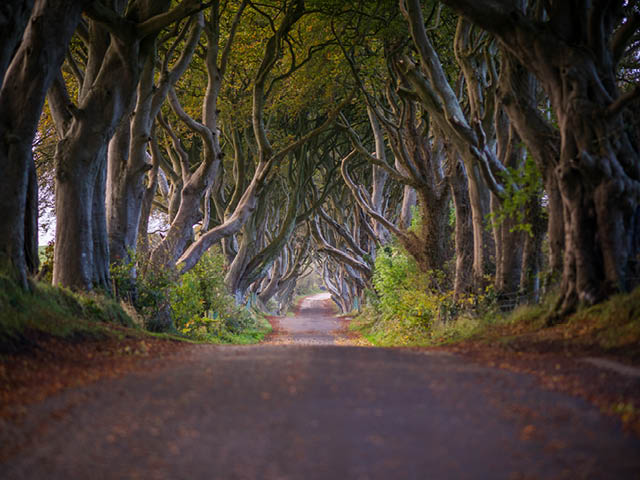 Dark Hedges Northern Irelane 