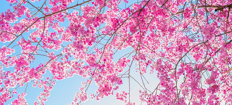 Cherry Blossoms in Japan