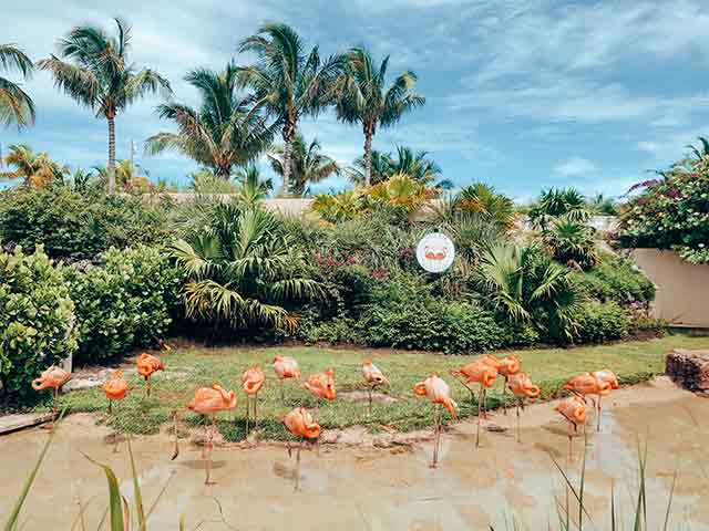 Flamingos in the Bahamas