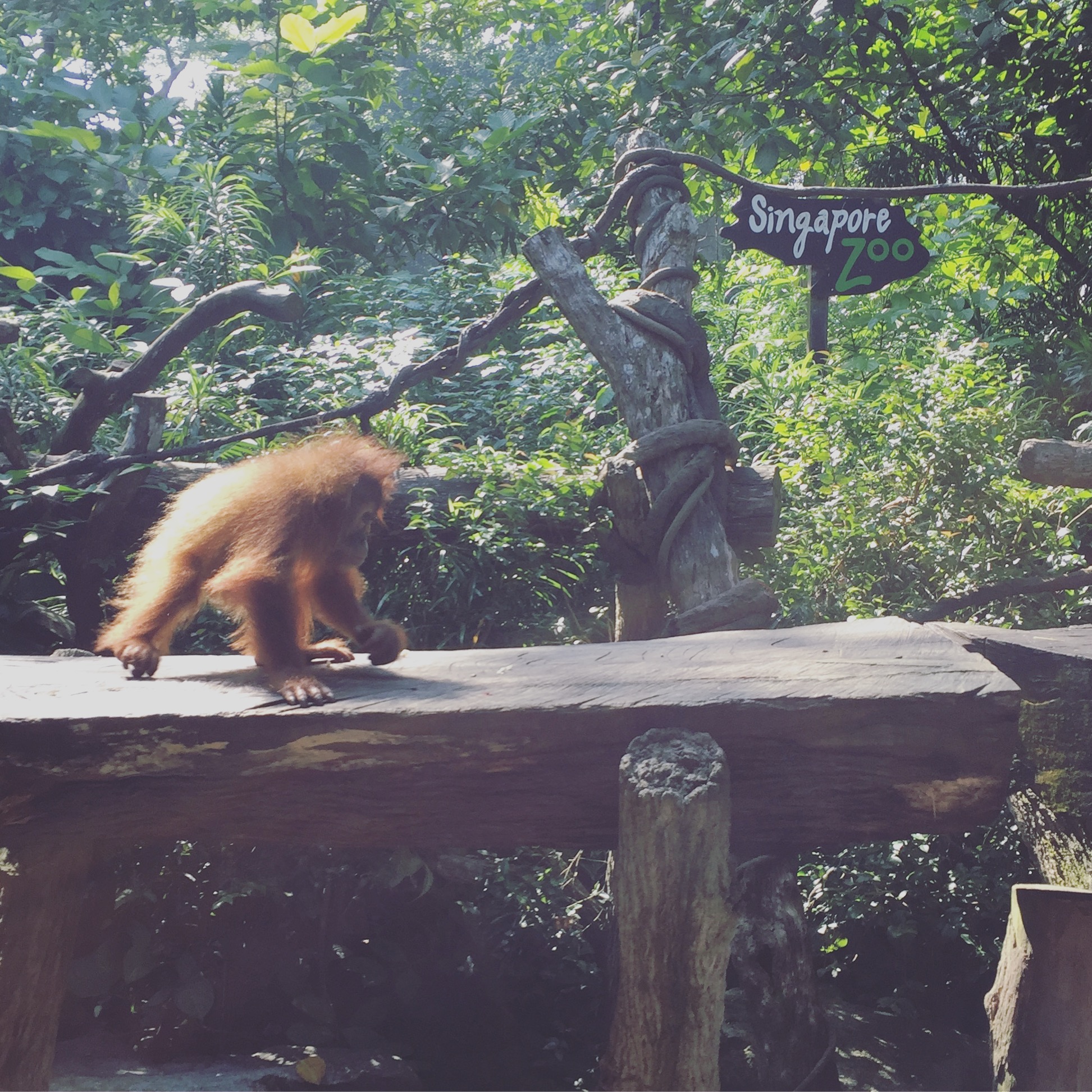 Singapore zoo