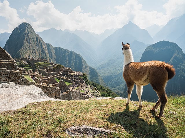 Llama in Peru
