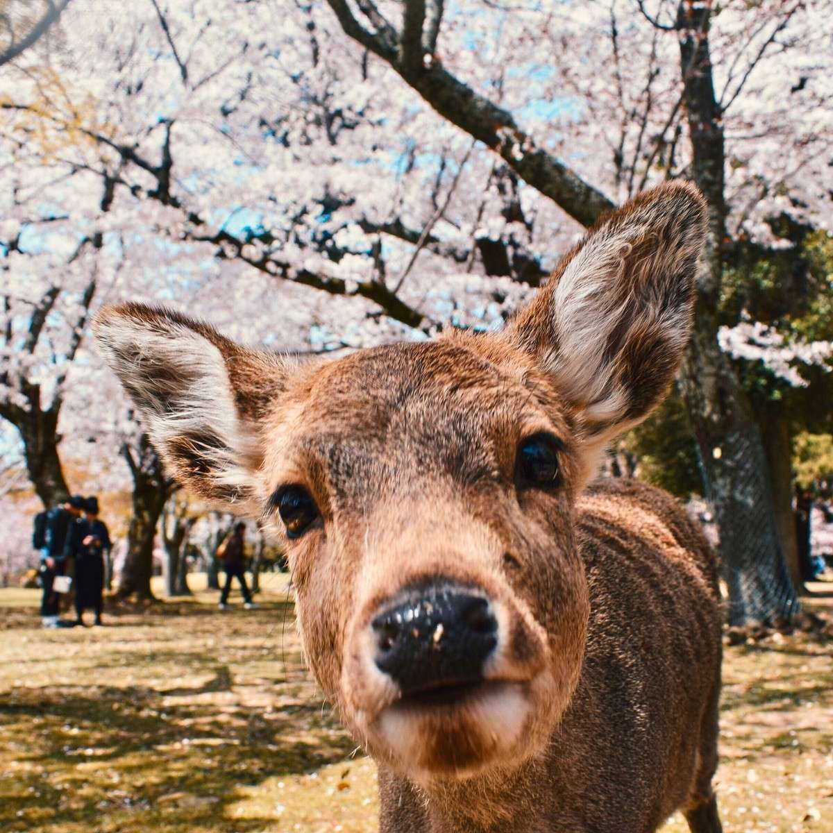 A photo of a deer at Nara Park in Japan