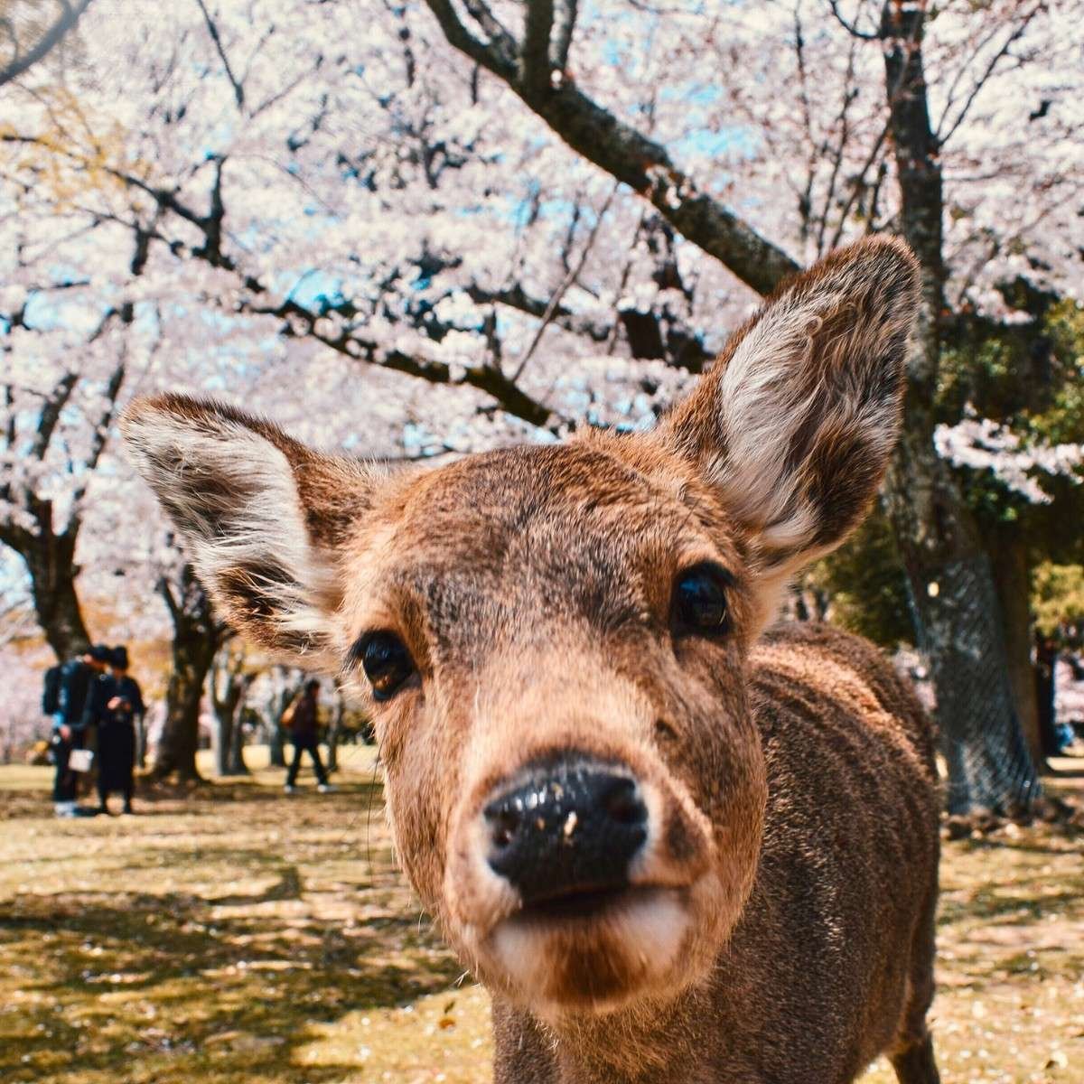 A photo of a deer at Nara Park in Japan