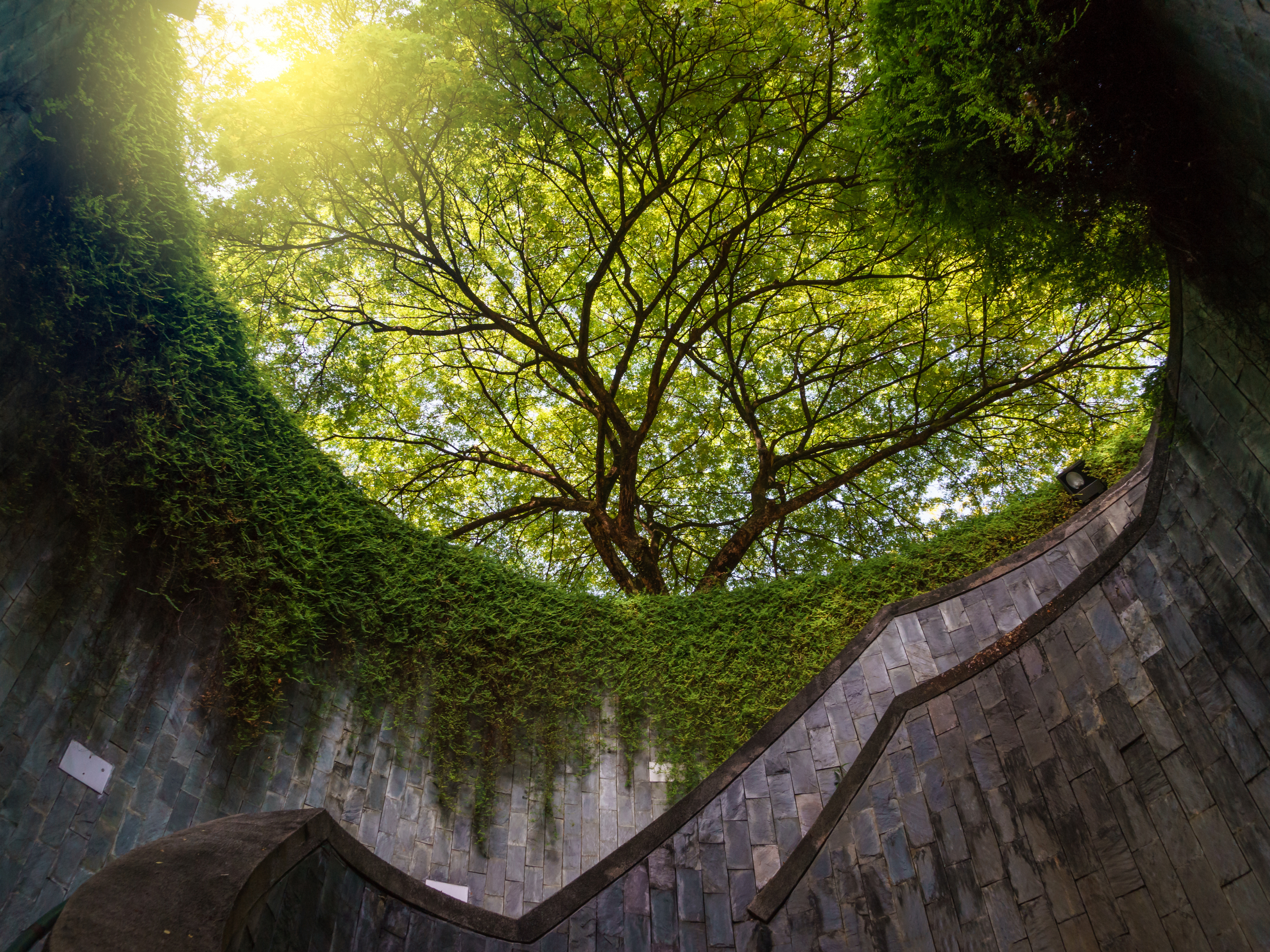 Tree tunnel Singapore