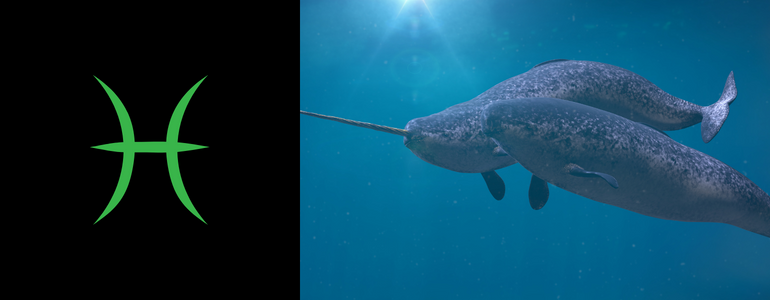 Pisces, Narwhal Safari in Canada