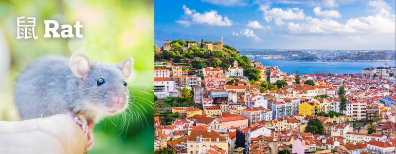 rat portugal rat portugal