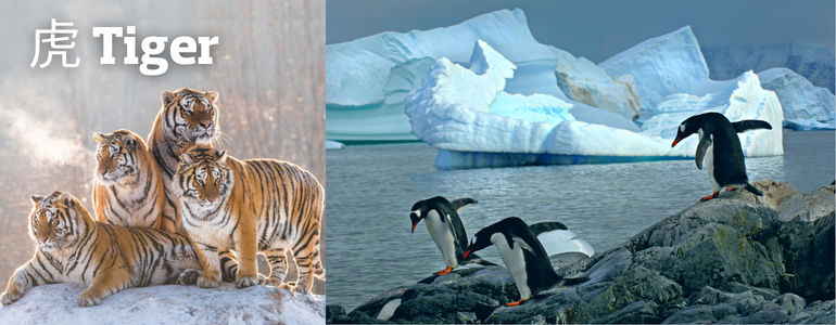 Tiger - Antarctica Tiger - Antarctica