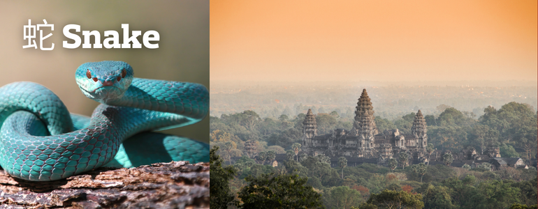 Snake - Cambodia Snake - Cambodia