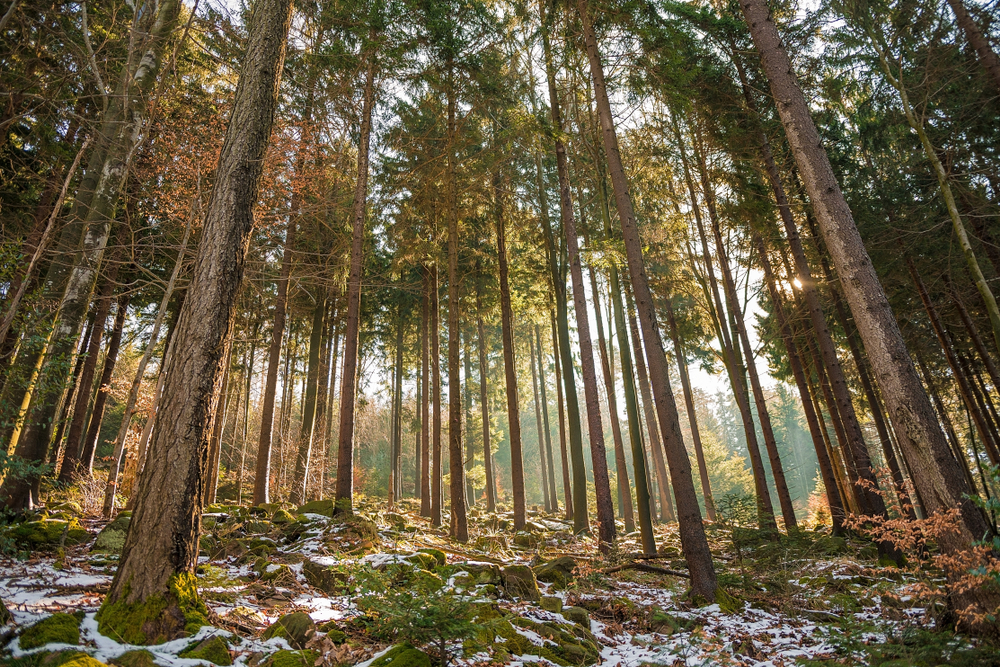 Black forest, Germany