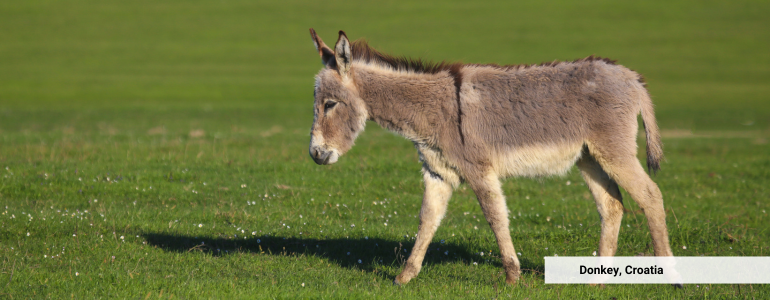 Croatia Donkey Explore Croatia
