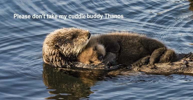 Sea otters cuddling