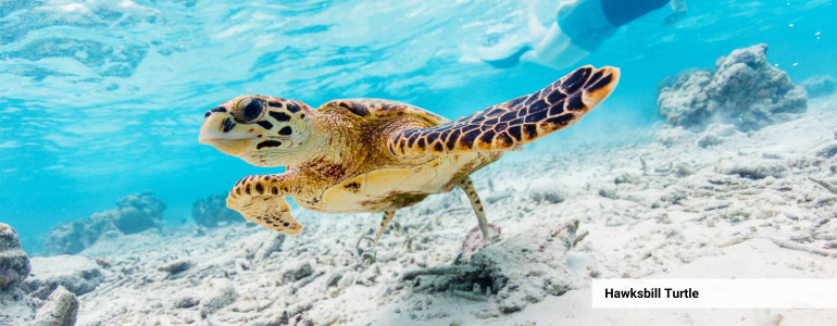 Hawksbill Turtles in Vanuatu Turtle Sanctuary Hawksbill Turtles in Vanuatu Turtle Sanctuary