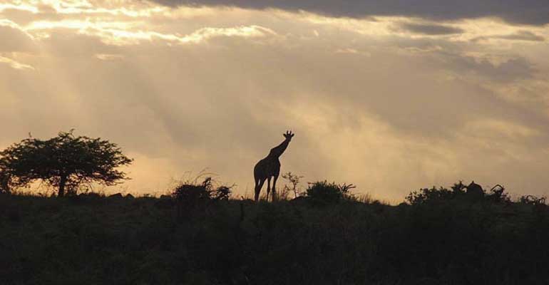 Giraffe in South Africa