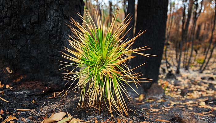 plants sprouting new growth